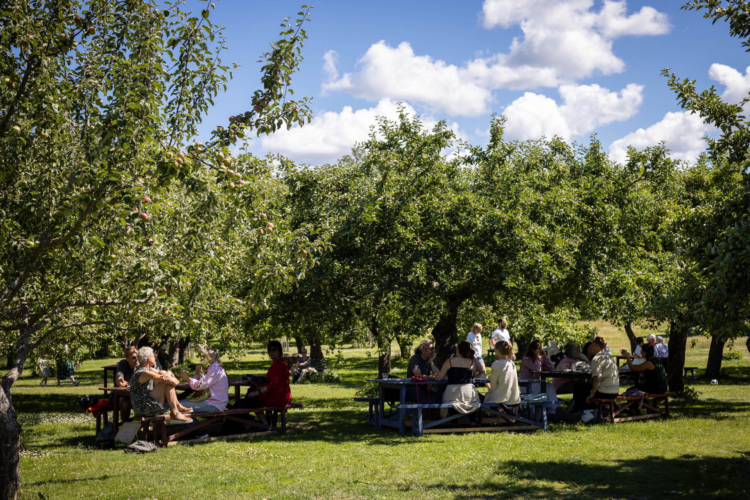 Apple trees, grass, wooden tables and benches, and people having lunch outdoors. At Rosendals Garden Café, at Djurgården in Stockholm Sweden.