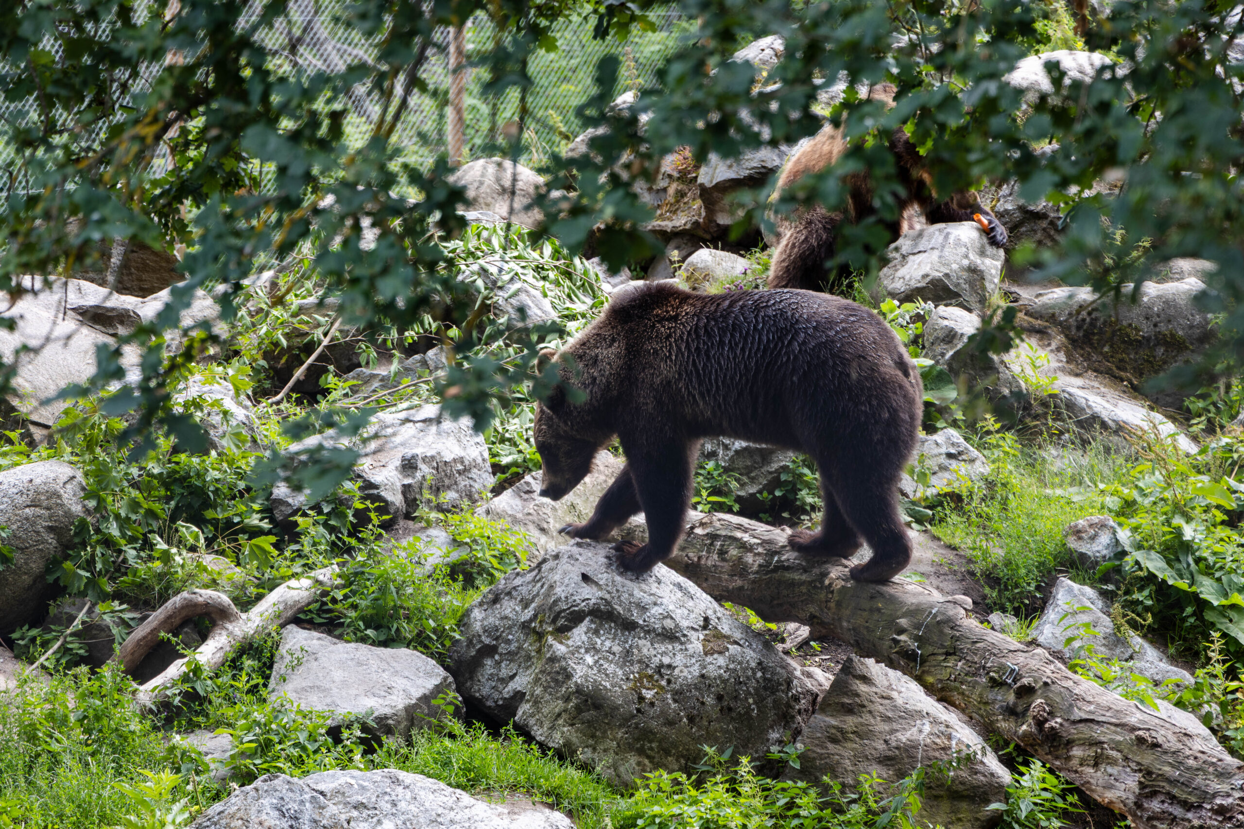 Skansen Bear A bear outside in nature at Skansen Open Air Museum