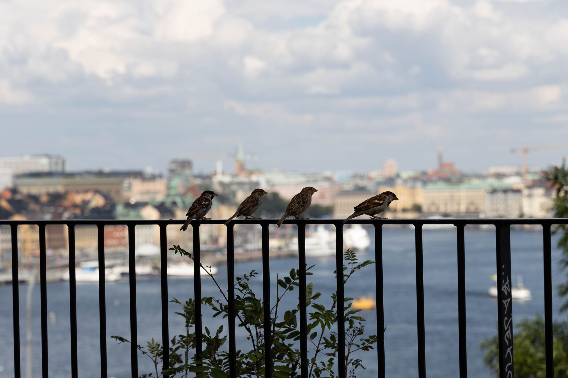 predikstolen