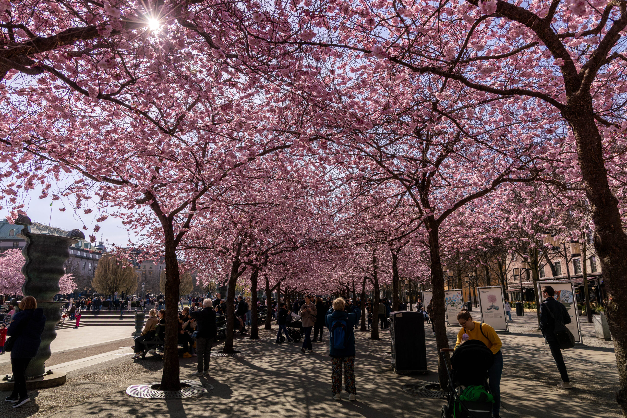 Kungstradgarden Spring Cherry Blossom Cherry Blossom at Kungträdgården park in Stockholm, Sweden.