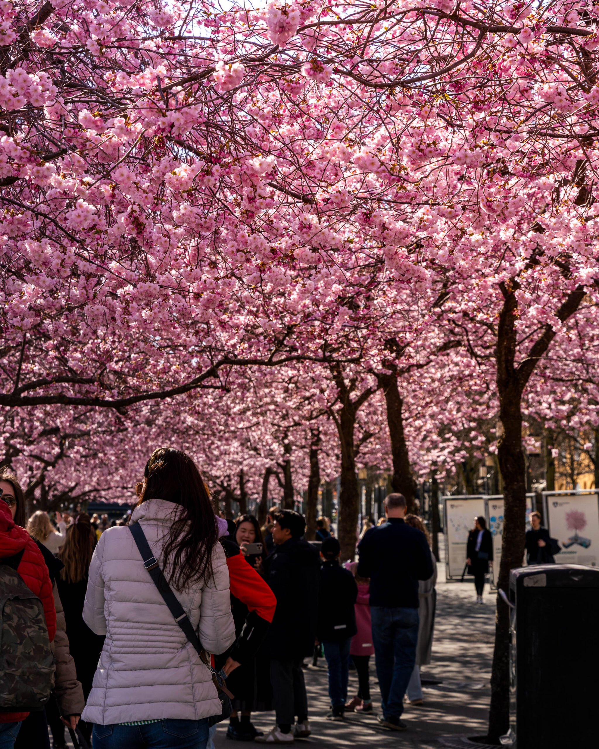 Kungstradgarden Spring Cherry Blossom