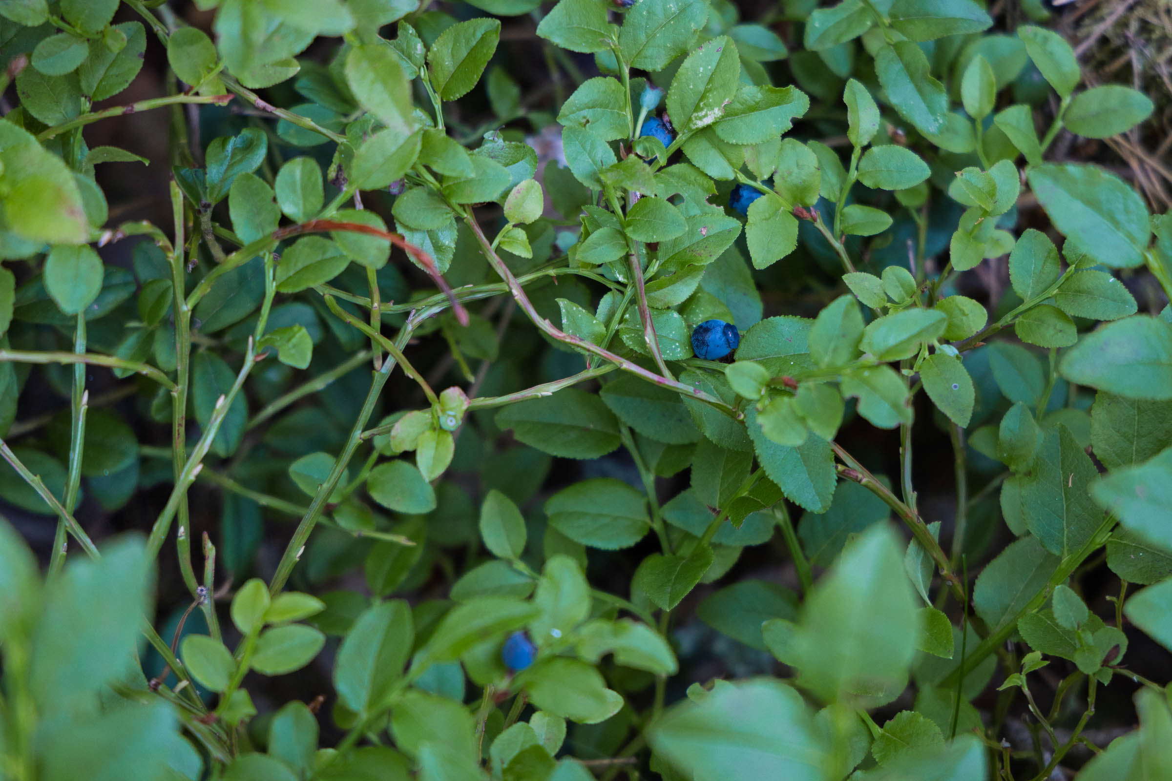 Grind blueberries