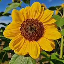 list-module_plan-trip-image_sunflower