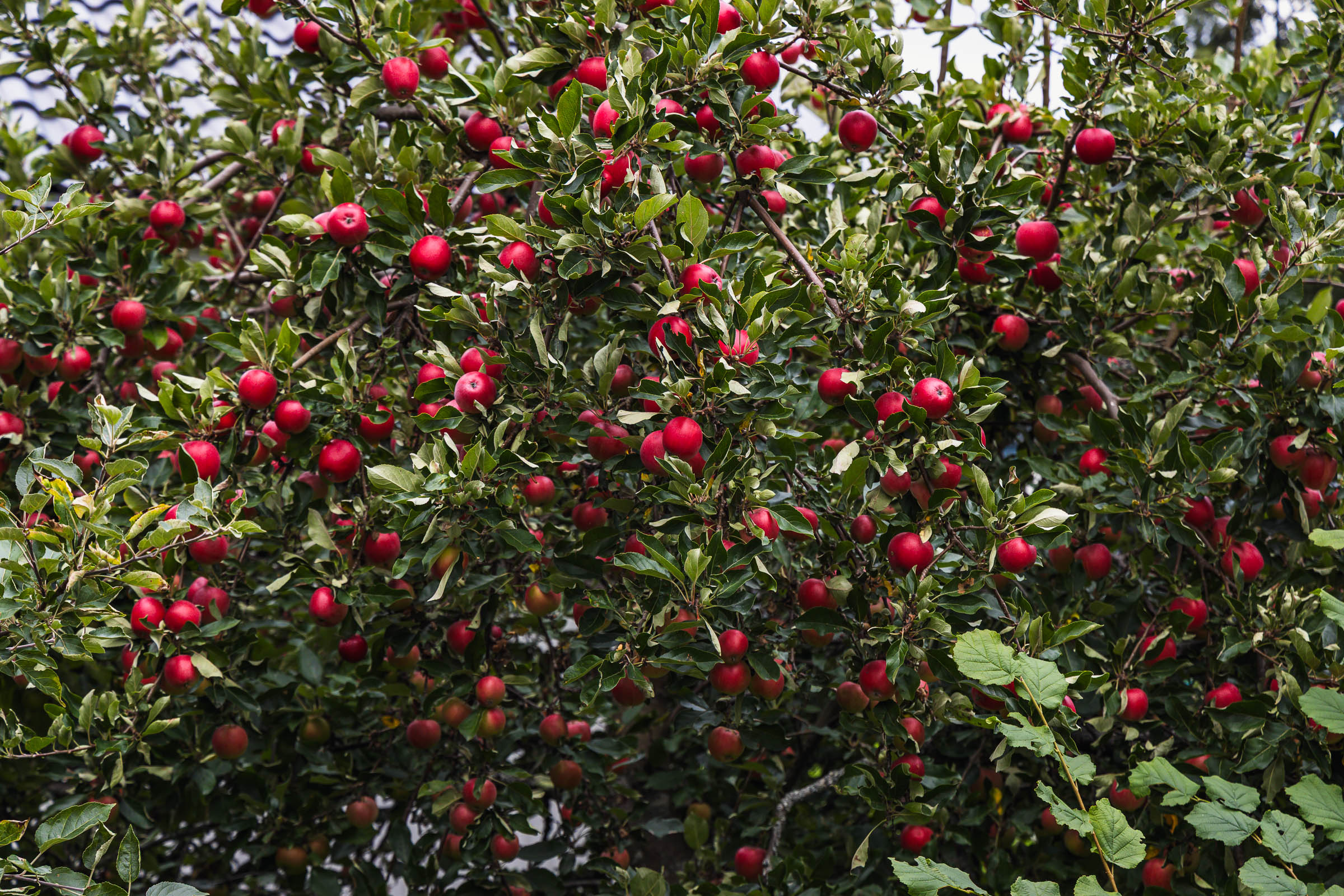 apples_on_tree