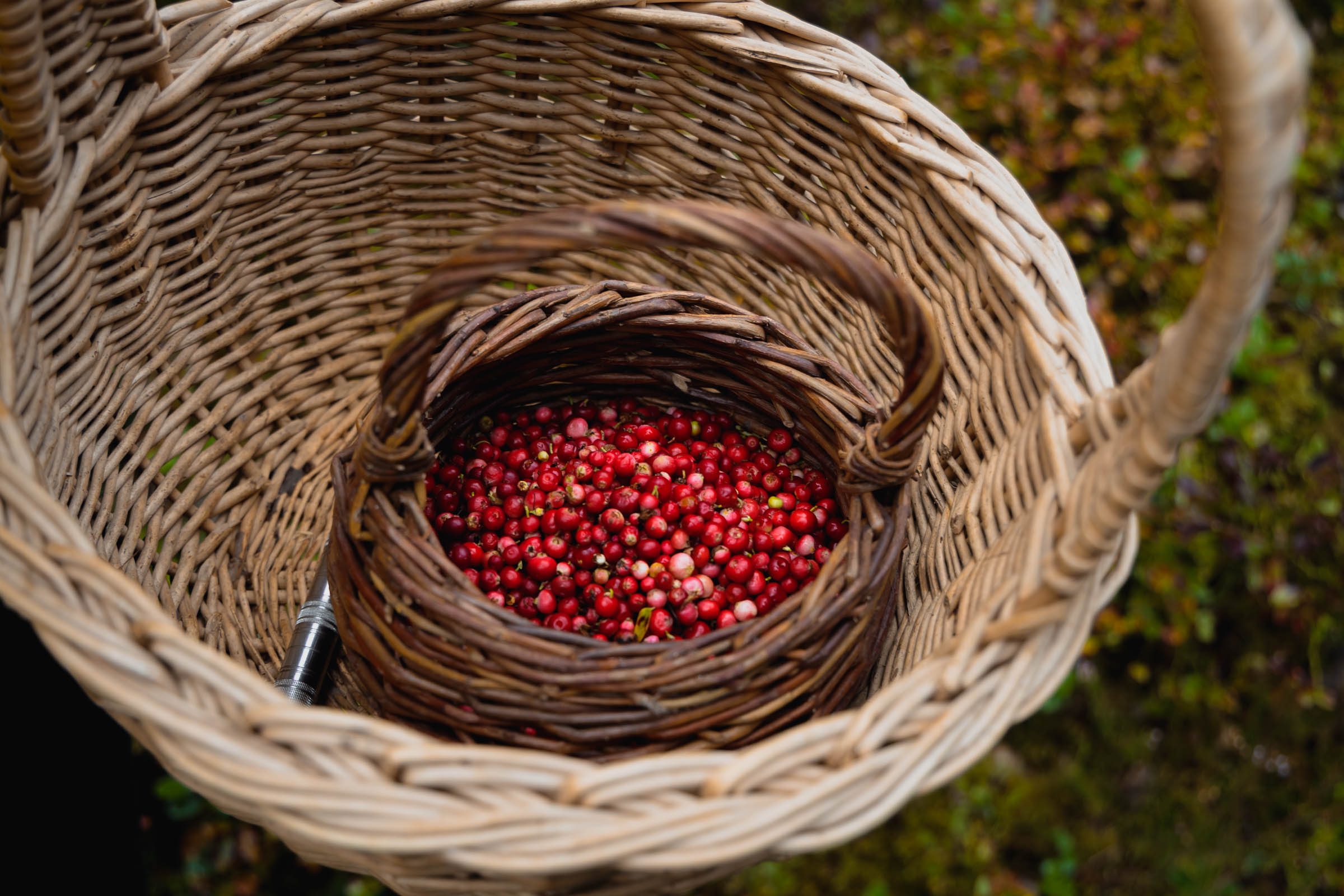 Wicker basket filled with red lingonberries sits on forest floor surrounded by autumn foliage and moss
