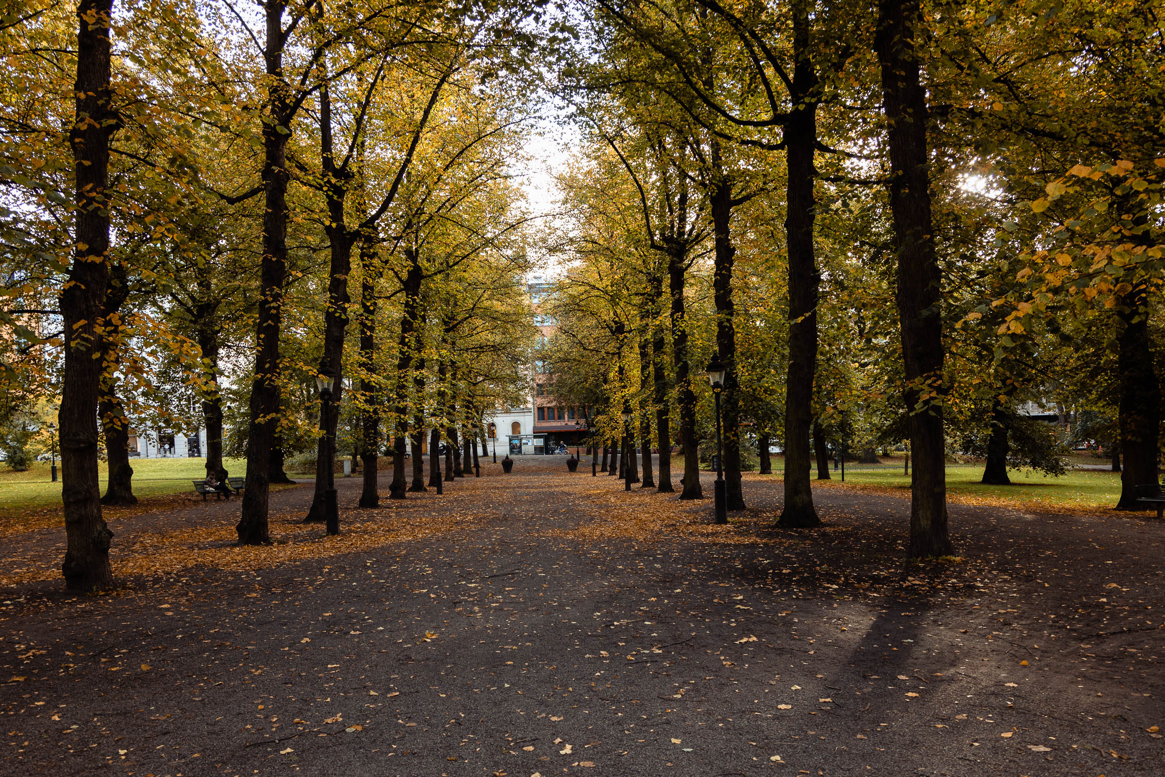 humlegården_autumn_avenue_1