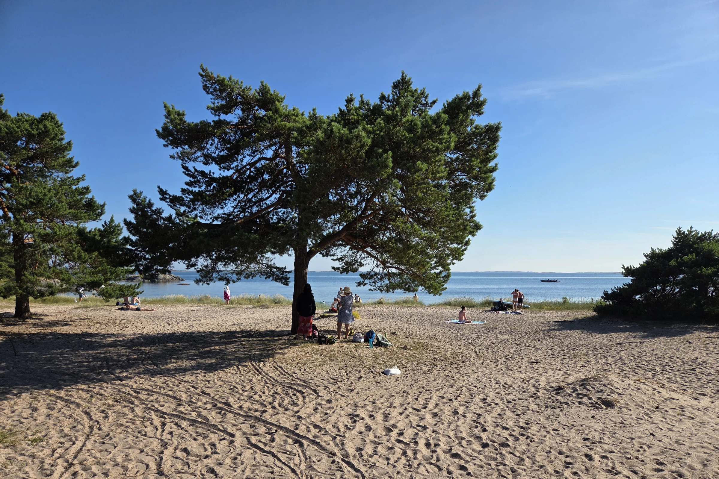 Trouville Beach at Sandhamn in Stockholm archipelago a summer day. Beach visitors are sunbathing and there are threes growing in the foreground in the breach. In the background the ocean opens up.