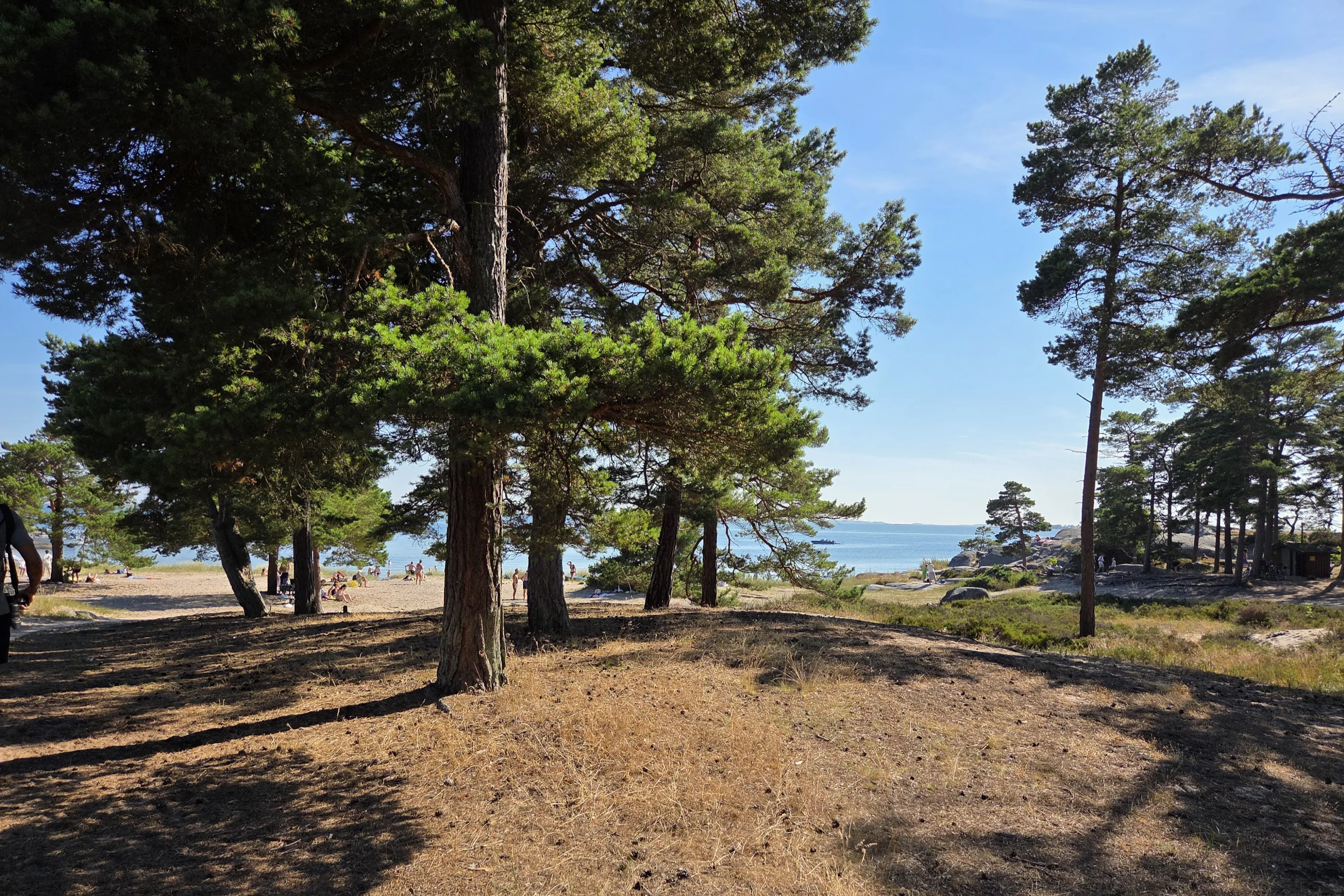 Trouville beach at Sandhamn, pine threes in the foreground and people sunbathing at the beach in the distance.