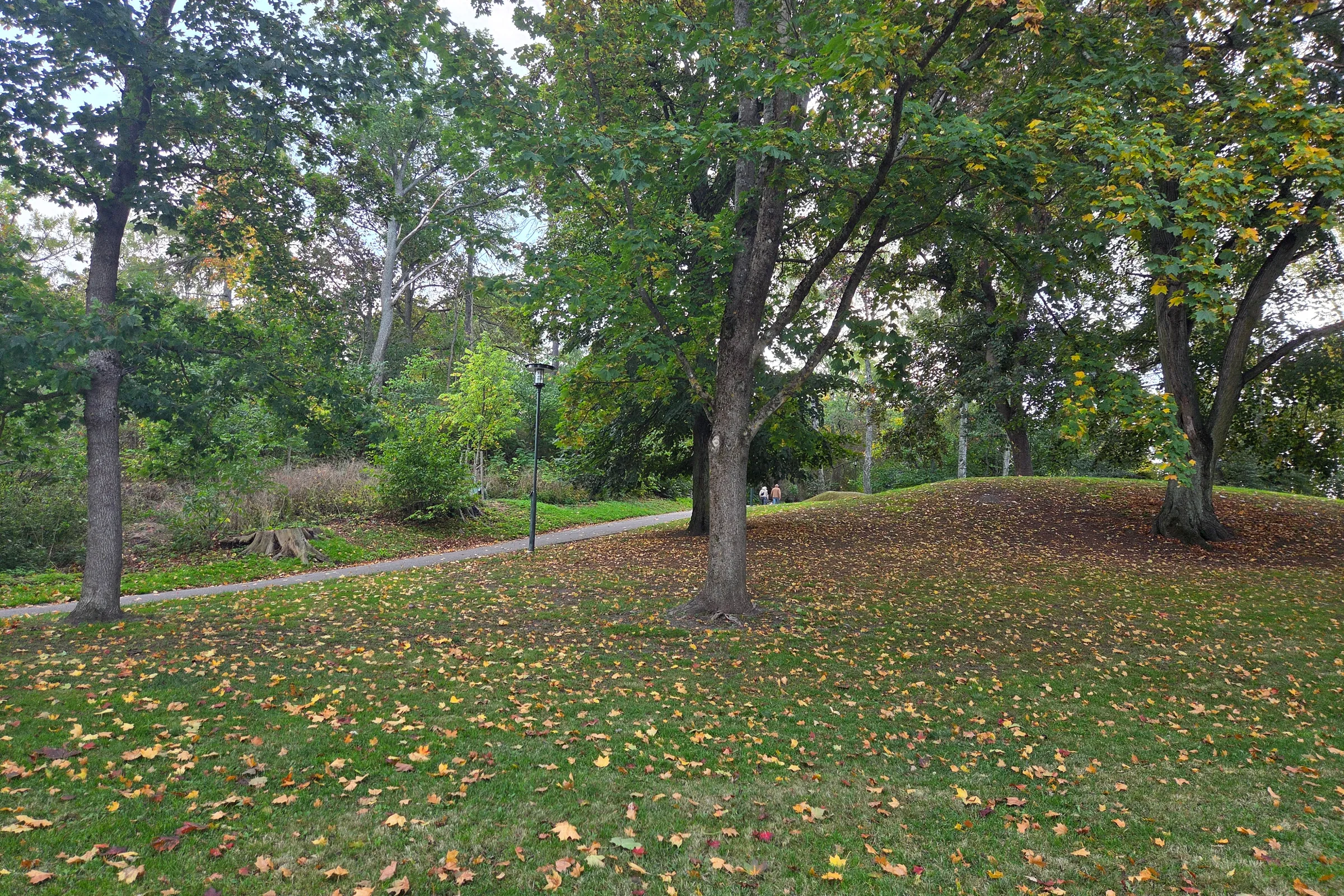 Autumn leaves covering grass and a winding path among tall trees in Tantolunden park